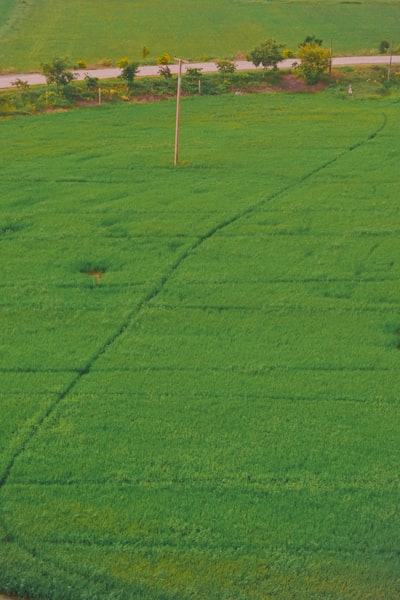 Aprendizaje Q continuo: fundamentos teóricos para control de campo medio con ruido común