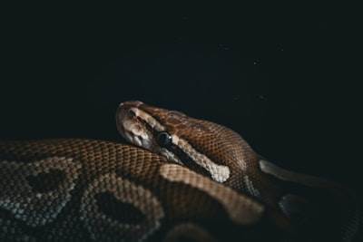 Uv: Un avance crucial para Python en una década