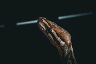 Construyendo un flujo de trabajo agente con Next.js, Python y Supabase