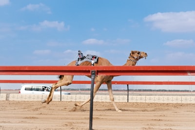 Construcción de sistema robusto de múltiples agentes con CAMEL