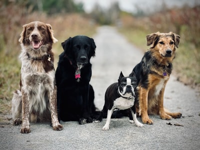 Top 5 Expertos en software de gestión de clínicas veterinarias en Palma