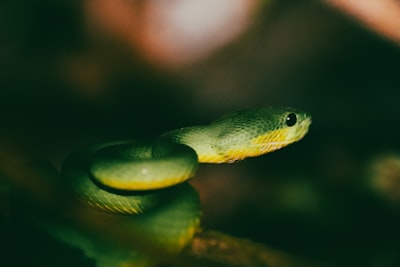 De principiante a experto en Python y JetBrains AI con Streamlit.