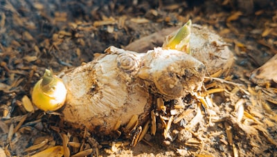 Sistema Semiautónomo Rhizome OS-1 para Descubrimiento de Medicamentos