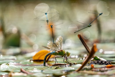 Navegación visual eficiente inspirada en insectos