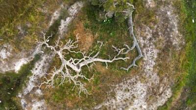 Análisis de redes hiperdimensionales para evaluar la resiliencia de ecosistemas terrestres
