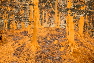 Interpretabilidad cuántica en clasificación de incendios