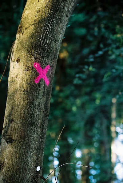 Proyecto Xen ofrece cinco años de soporte para todas las versiones
