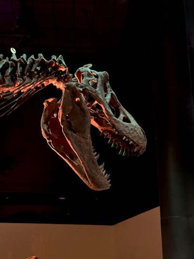 Poda Agnóstica de Cámara 3D con Evidencia Beta