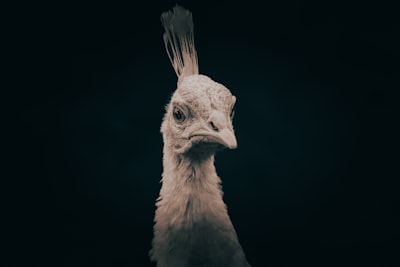 Horror de 2026: el estreno más esperado en Peacock
