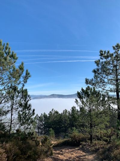 Segmentación precisa de árboles en nubes de puntos LiDAR