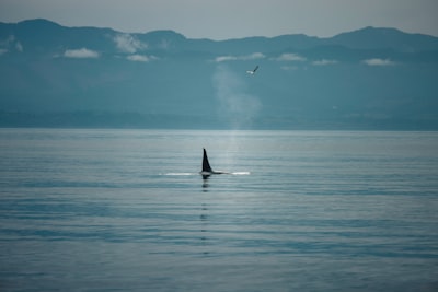 Orca: Navegación facilitada por IA