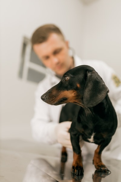 Expertos en software de gestión de clínicas veterinarias en Málaga.