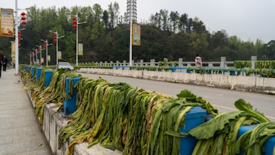 Miedo a la ciclosporiasis reduce visitas a ensaladerías