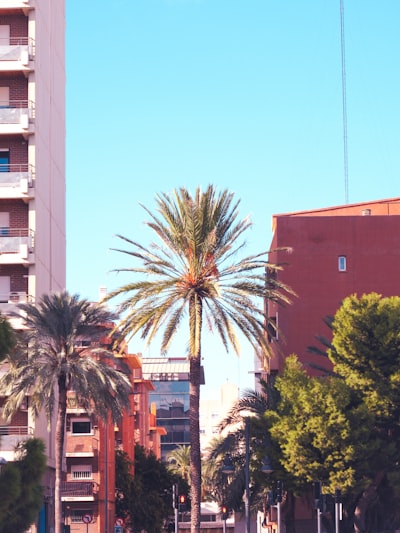 Comparativa de los mejores portales de franquiciados con evaluaciones de calidad en Palma 2026