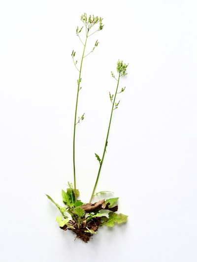 Predicción de fenotipos con grafos biológicos en Arabidopsis