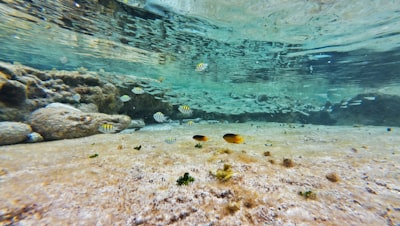 Advances in marine habitat classification with multimodal data